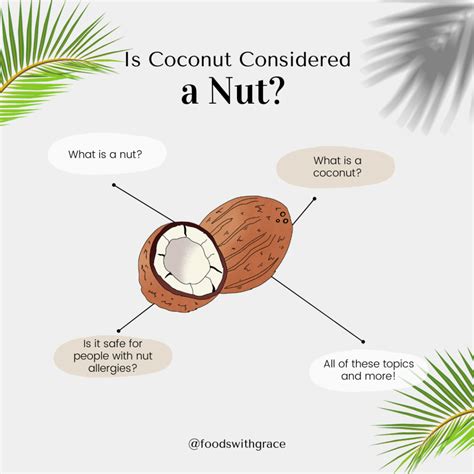 cloconut nue|cloconut / cloconut / cloconut